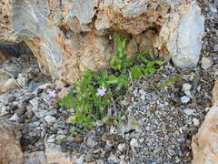 Ricotia cretica