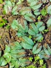 Oxymitra incrassata
