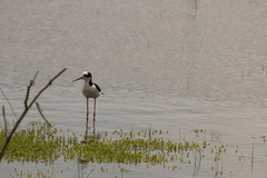 Himantopus mexicanus melanurus