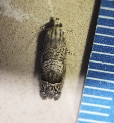 Ofatulena duodecemstriata