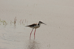 Himantopus mexicanus melanurus