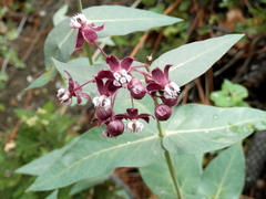 Asclepias cordifolia