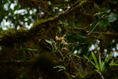 Maxillaria reichenheimiana