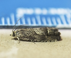 Ofatulena duodecemstriata