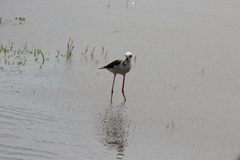 Himantopus mexicanus melanurus