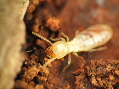 Reticulitermes lucifugus