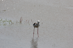 Himantopus mexicanus melanurus