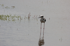 Himantopus mexicanus melanurus