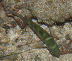 Abudefduf troschelii