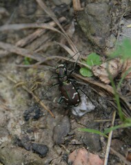 Cicindela limbalis
