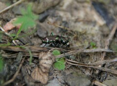 Cicindela limbalis