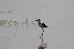 Himantopus mexicanus melanurus