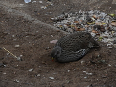 Pternistis natalensis