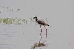Himantopus mexicanus melanurus