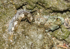 Blenniidae