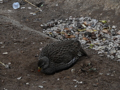 Pternistis natalensis