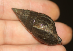 Cerithium