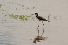 Himantopus mexicanus melanurus