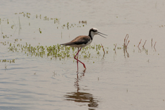 Himantopus mexicanus melanurus