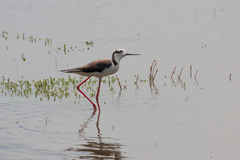 Himantopus mexicanus melanurus