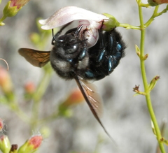 Xylocopa californica