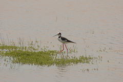 Himantopus mexicanus melanurus