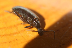 Statira