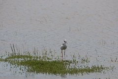 Himantopus mexicanus melanurus