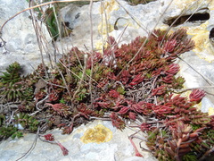 Petrosedum