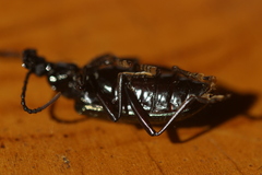 Statira