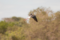 Himantopus mexicanus melanurus