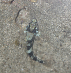 Blenniiformes