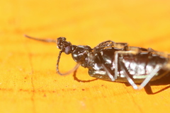 Statira