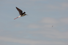 Himantopus mexicanus melanurus