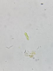 Klebsormidium