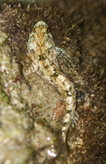 Blenniidae