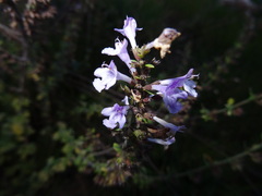 Clinopodium nepeta