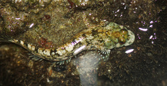Blenniidae