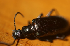 Statira