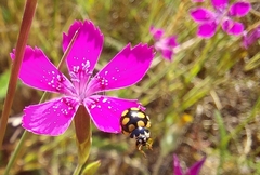 Coccinula quatuordecimpustulata