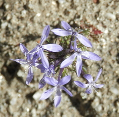Eriastrum pluriflorum