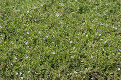 Bacopa