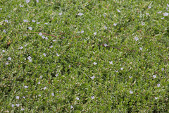 Bacopa