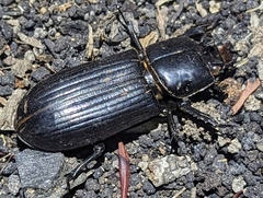 Aulacocyclus teres