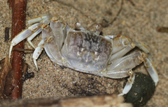 Ocypode occidentalis