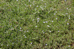Bacopa