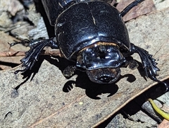 Aulacocyclus teres