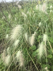 Cenchrus longisetus