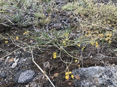 Bupleurum bicaule