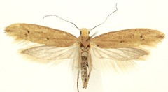 Ypsolopha